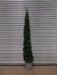 Mathias Nurseries Cupressus sempervirens Garda Italian Cypress Tree