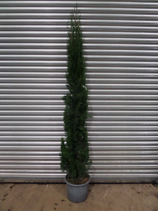 Mathias Nurseries Italian Cypress Garda