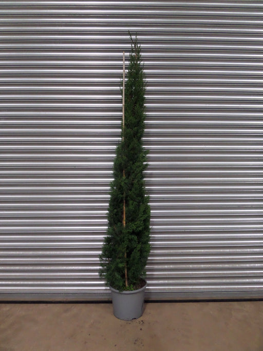 Mathias Nurseries Cupressus sempervirens Garda Italian Cypress Tree For Sale