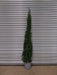 Mathias Nurseries Cupressus sempervirens Garda Italian Cypress Tree For Sale