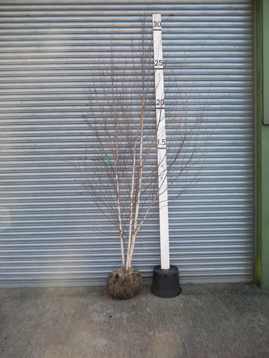 Mathias Nurseries Betula utilis Jacquemontii Multistem White Barked Birch