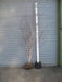 Mathias Nurseries Betula utilis Jacquemontii Multistem White Barked Birch