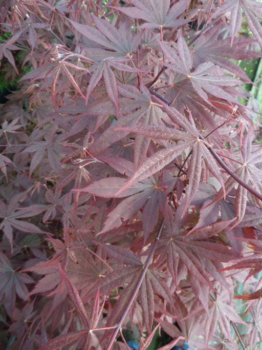 Japanese Maple Acer Bloodgood in pink flower