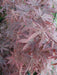 Japanese Maple Acer Bloodgood in pink flower