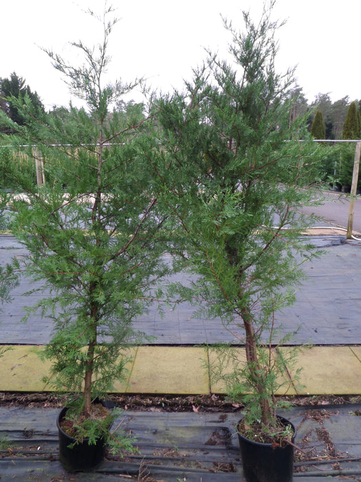 Mathias Nurseries Leylandii Second Rate Quality