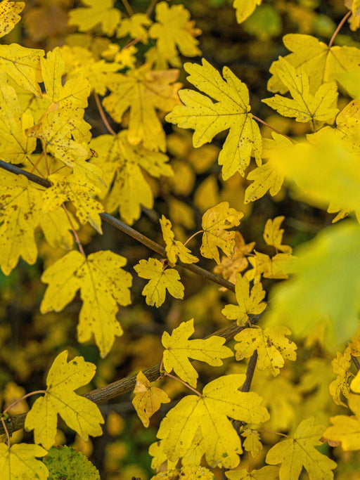 Mathias Nurseries Field Maple Elsrijk Acer campestre Autumn Colour