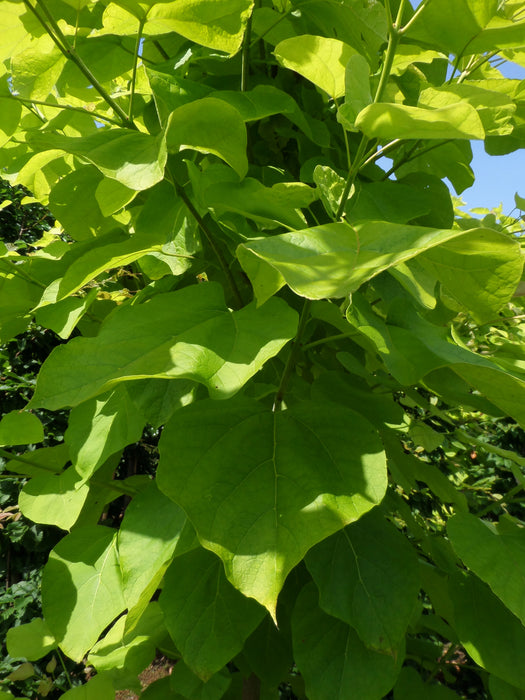 Mathias Nurseries Catalpa bignoniodes Aurea Indian bean Tree