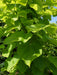 Mathias Nurseries Catalpa bignoniodes Aurea Indian bean Tree