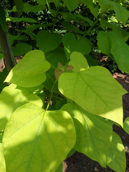 Mathias Nurseries Catalpa bignoniodes Aurea Indian Bean Tree