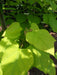 Mathias Nurseries Catalpa bignoniodes Aurea Indian Bean Tree