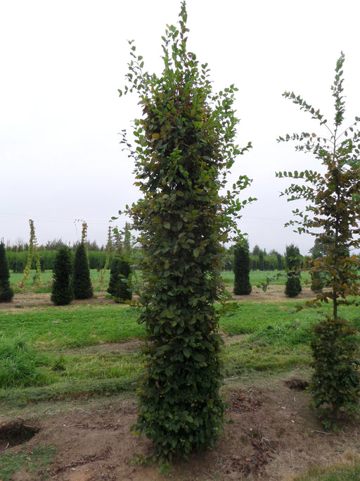 Mathias Nurseries Hornbeam Carpinus betulus large hedging