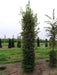 Mathias Nurseries Hornbeam Carpinus betulus large hedging