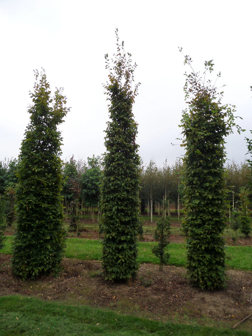 Mathias Nurseries Hornbeam Carpinus betulus Large Hedging