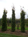 Mathias Nurseries Hornbeam Carpinus betulus Large Hedging