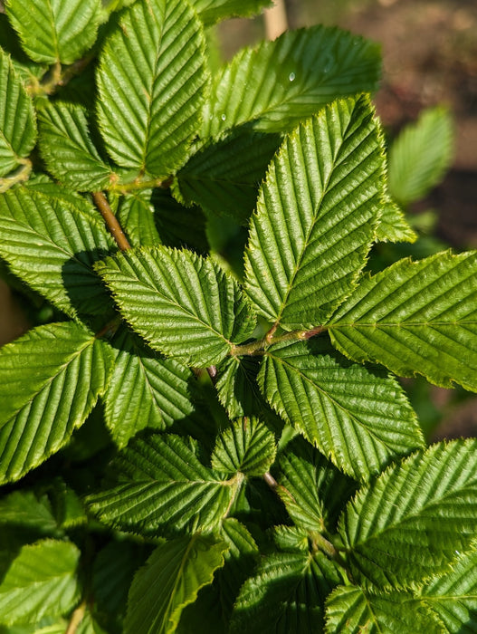 Mathias Nurseries Hornbeam Tree Carpinus betulus Foliage