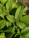 Mathias Nurseries Hornbeam Tree Carpinus betulus Foliage