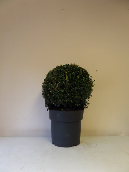 Mathias Nurseries Ilex Crenata Ball 35-40cm Garden Topiary