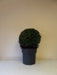 Mathias Nurseries Ilex Crenata Ball 35-40cm Garden Topiary