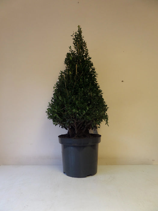 Mathias Nurseries Ilex Crenata Cone Topiary 60-70cm