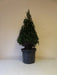 Mathias Nurseries Ilex Crenata Cone Topiary 60-70cm