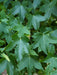 Mathias Nurseries Liquidambar styraciflua Tree Summer Leaf Colour