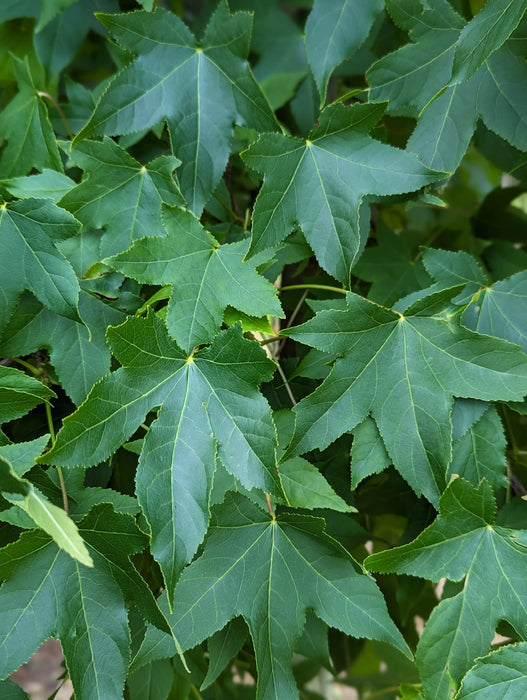 Mathias Nurseries Liquidambar styraciflua Tree Summer Leaf Colour