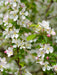 Mathias Nurseries Crab Apple Malus Evereste Trees Spring Blossom