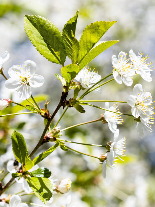 Mathias Nurseries Prunus Avium Tree Spring Blossom