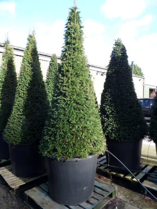 Mathias Nurseries Yew Taxus baccata Topiary Cone Extremely Large Heavy Duty