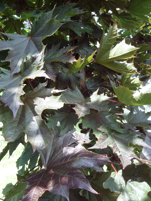 Mathias Nurseries Acer platanoides Crimson Sentry Norway Maple