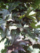 Mathias Nurseries Acer platanoides Crimson Sentry Norway Maple