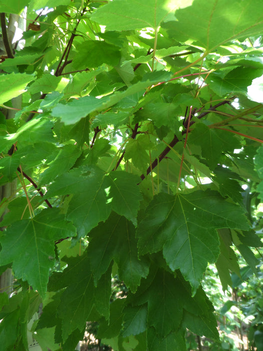 Mathias Nurseries Acer Rubrum October Glory Red Maple