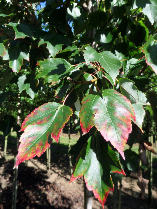 Mathias Nurseries Acer rubrum Red Sunset