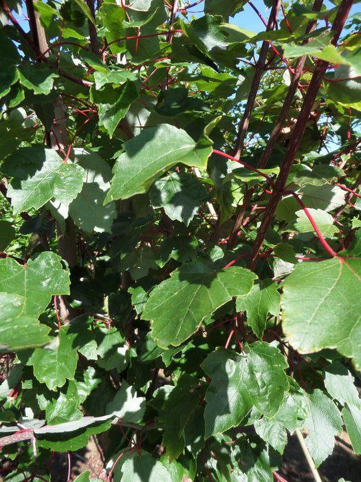 Mathias Nurseries Acer rubrum Summer Red