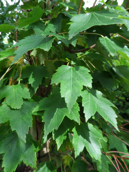 Mathias Nurseries Acer rubrum Sun Valley