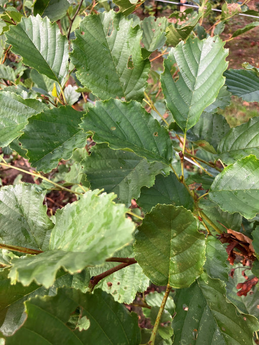 Mathias Nurseries Alder Tree Alnus glutinosa
