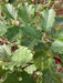 Mathias Nurseries Alder Tree Alnus glutinosa