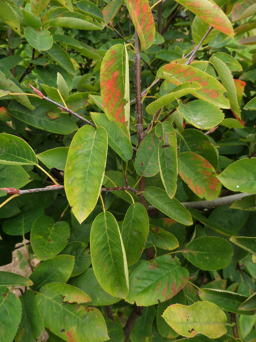 Mathias Nurseries Amelanchier canadensis late summer early autumn colour