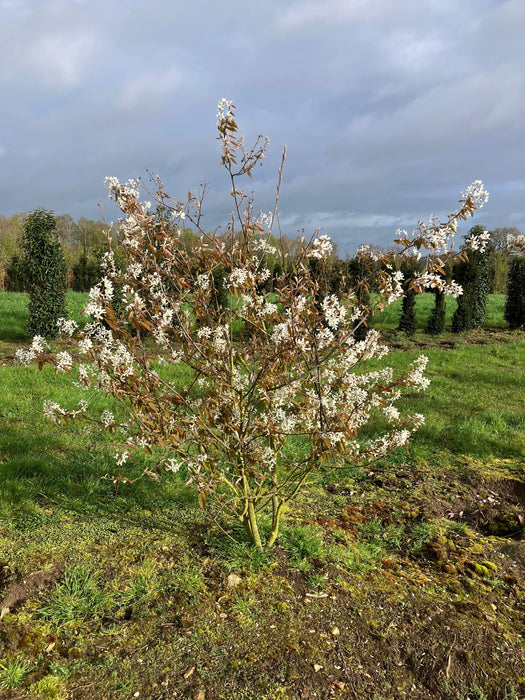 Mathias Nurseries Amelanchier canadensis Multistem Field Grown Bush