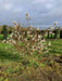 Mathias Nurseries Amelanchier canadensis Multistem Field Grown Bush