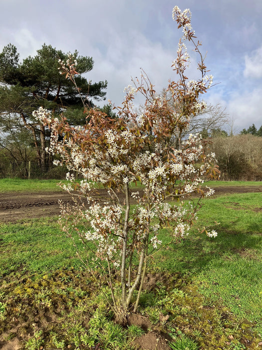 Mathias Nurseries Amelanchier canadensis multistem field grown bush