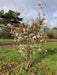 Mathias Nurseries Amelanchier canadensis multistem field grown bush