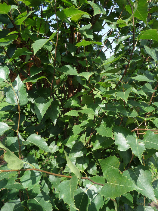 Mathias Nurseries Betula pendula Fastigiata Joes