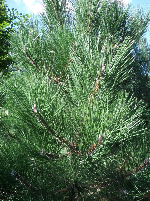 Mathias Nurseries Black Pine Pinus nigra Austrian Pine