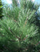 Mathias Nurseries Black Pine Pinus nigra Austrian Pine