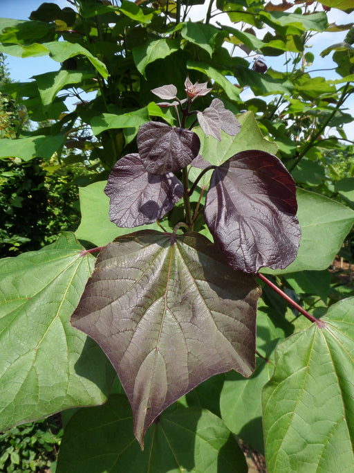 Mathias Nurseries Catalpa erubescens Purpurea Indian bean tree