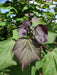 Mathias Nurseries Catalpa erubescens Purpurea Indian bean tree