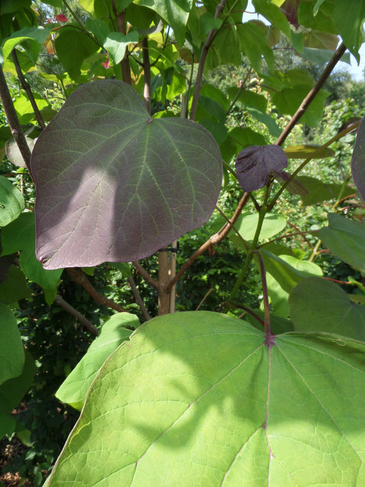 Mathias Nurseries Catalpa erubescens purpurea