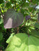 Mathias Nurseries Catalpa erubescens purpurea