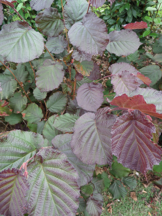 Mathias Nurseries Purple Hazel Rote Zellernus